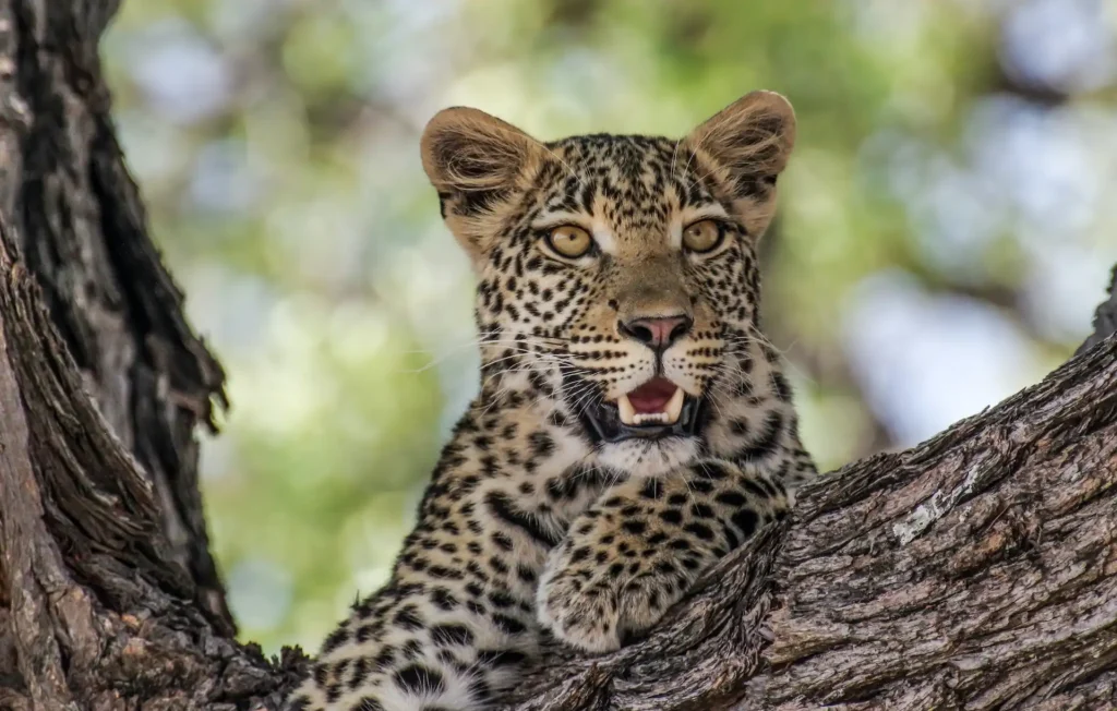 Unique safaris destinos botsuana moremi 19