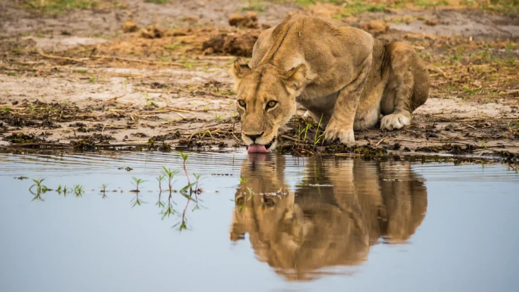 Unique safaris destinos botsuana moremi 20