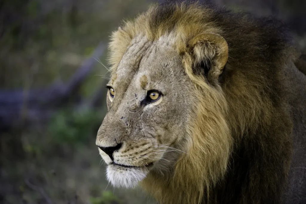 Unique safaris destinos botsuana savuti 15