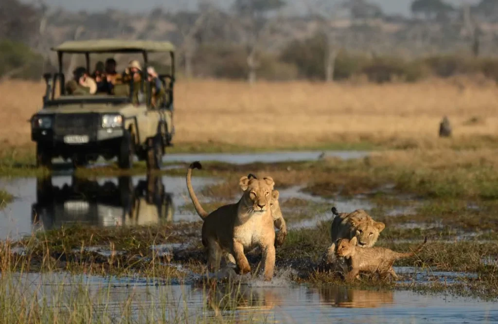 Unique safaris destinos botsuana savuti 8