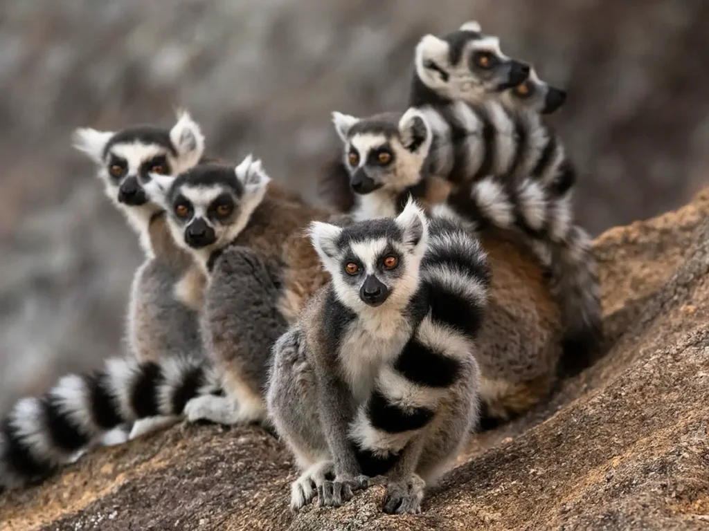 Unique safaris destinos madagascar anja 1