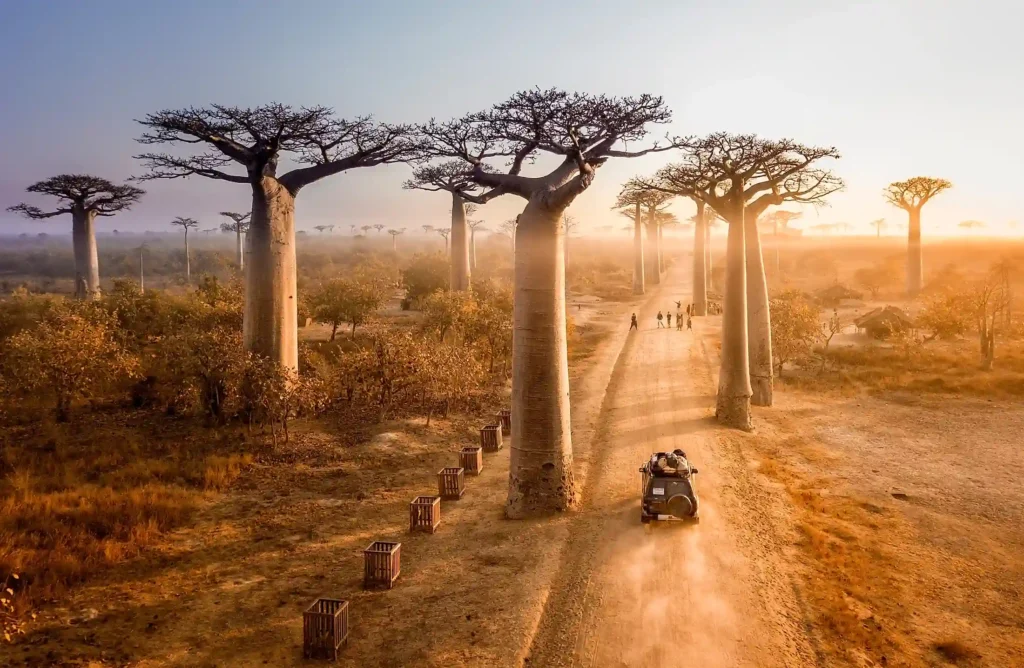 Unique safaris destinos madagascar avenida dos baobas 10