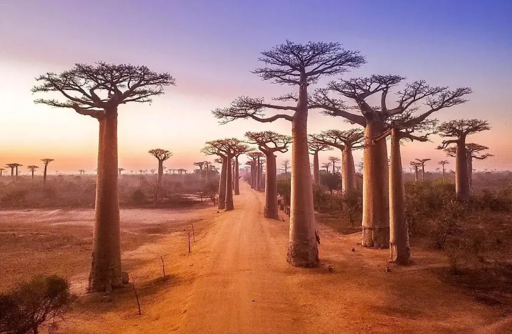 Unique safaris destinos madagascar avenida dos baobas 14