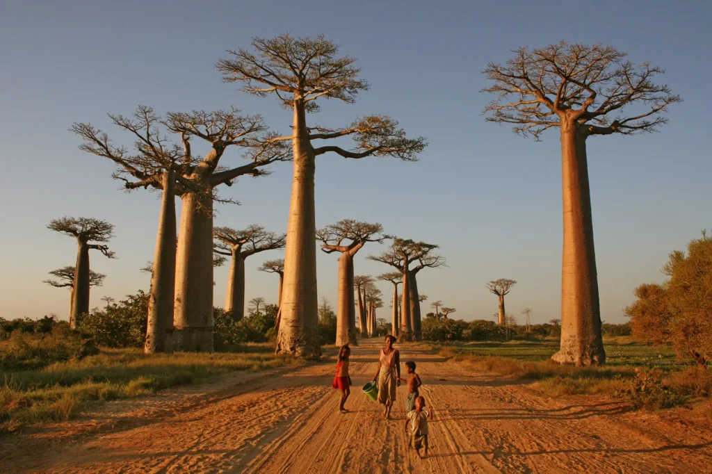 Unique safaris destinos madagascar avenida dos baobas 19