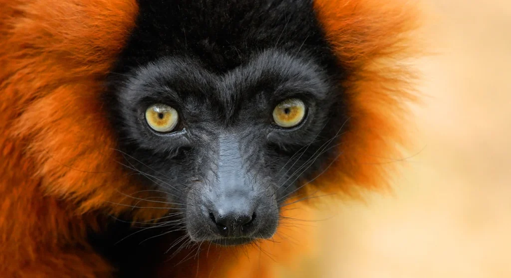 Unique safaris destinos madagascar isalo 18