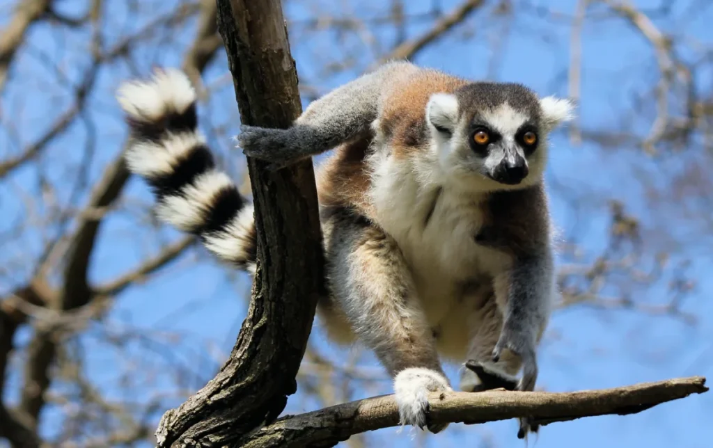 Unique safaris destinos madagascar ranomafana 13