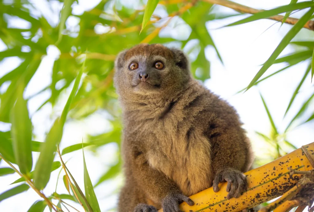 Unique safaris destinos madagascar ranomafana 14
