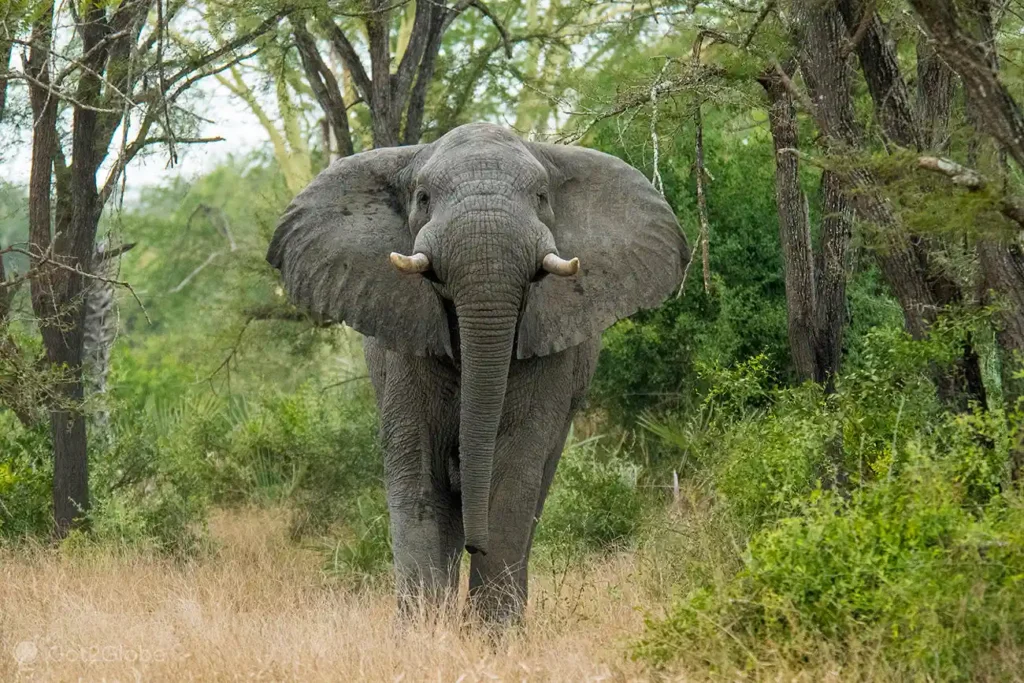 Unique safaris destinos mocambique gorongosa 20