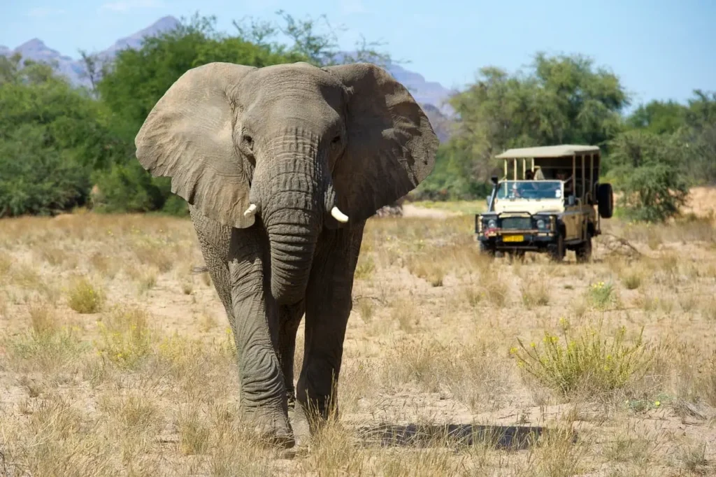 elefante na regiao de damaraland
