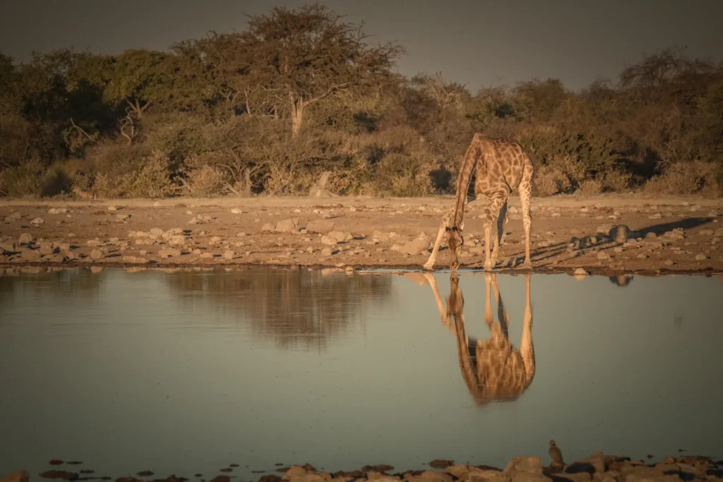 girafa a beber agua no etosha