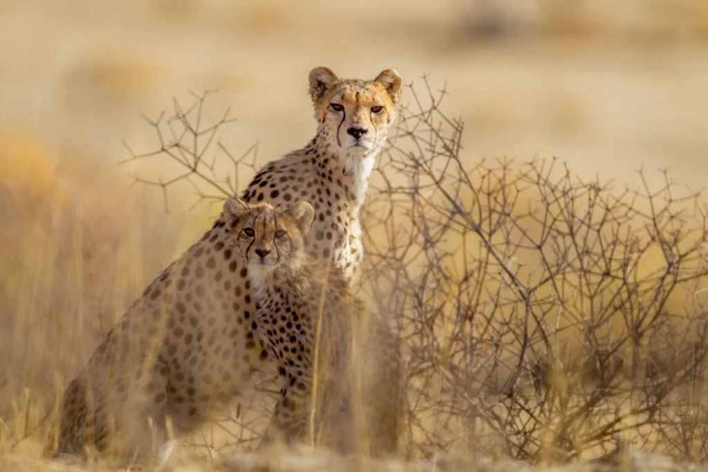 Guepardo no kalahari