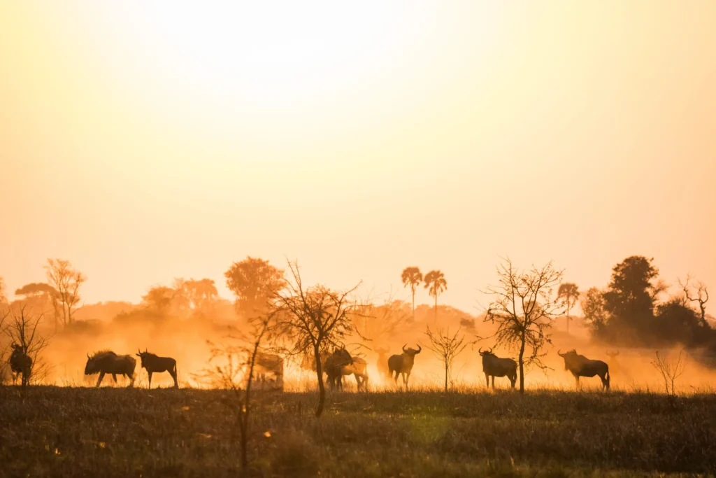 Unique safaris destinos zambia kafue 3