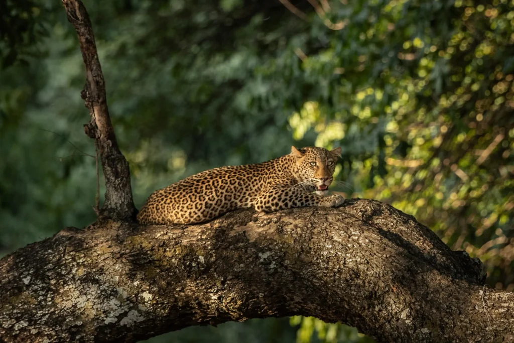 Unique safaris destinos zambia south luangwa 8