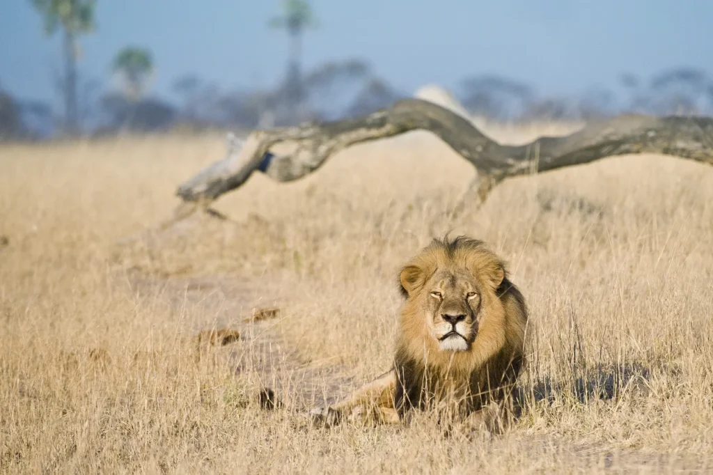 Unique safaris destinos zimbabue hwange 17