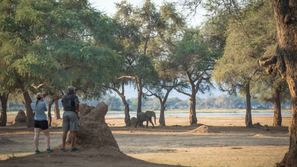 Unique safaris destinos zimbabue mana pools 58