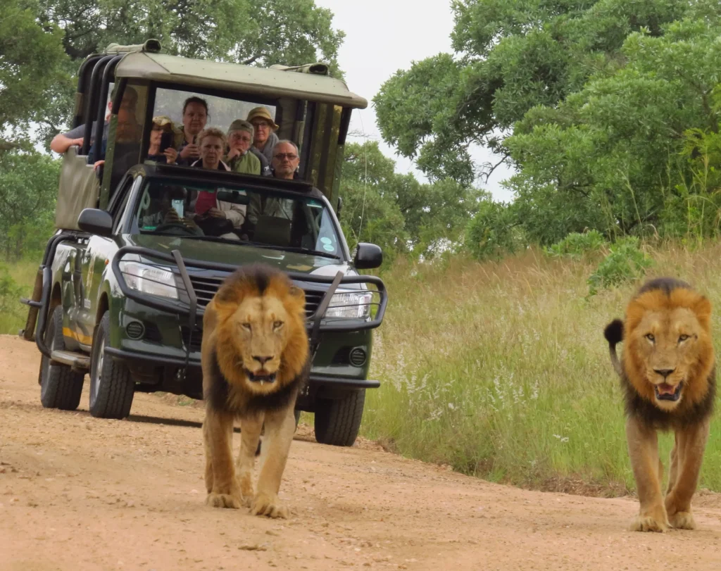 Unique safaris experiências africa do sul 12