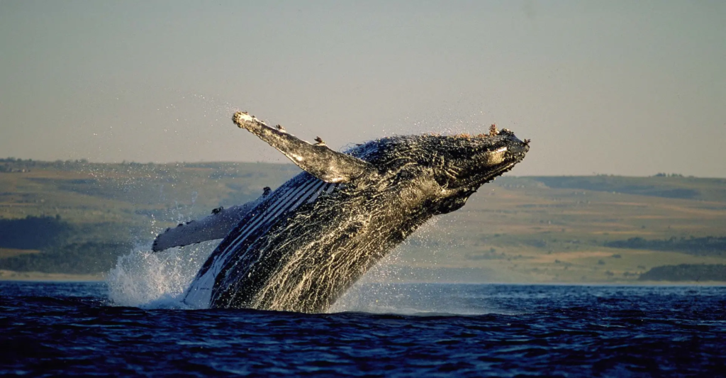 Unique safaris experiências africa do sul 9