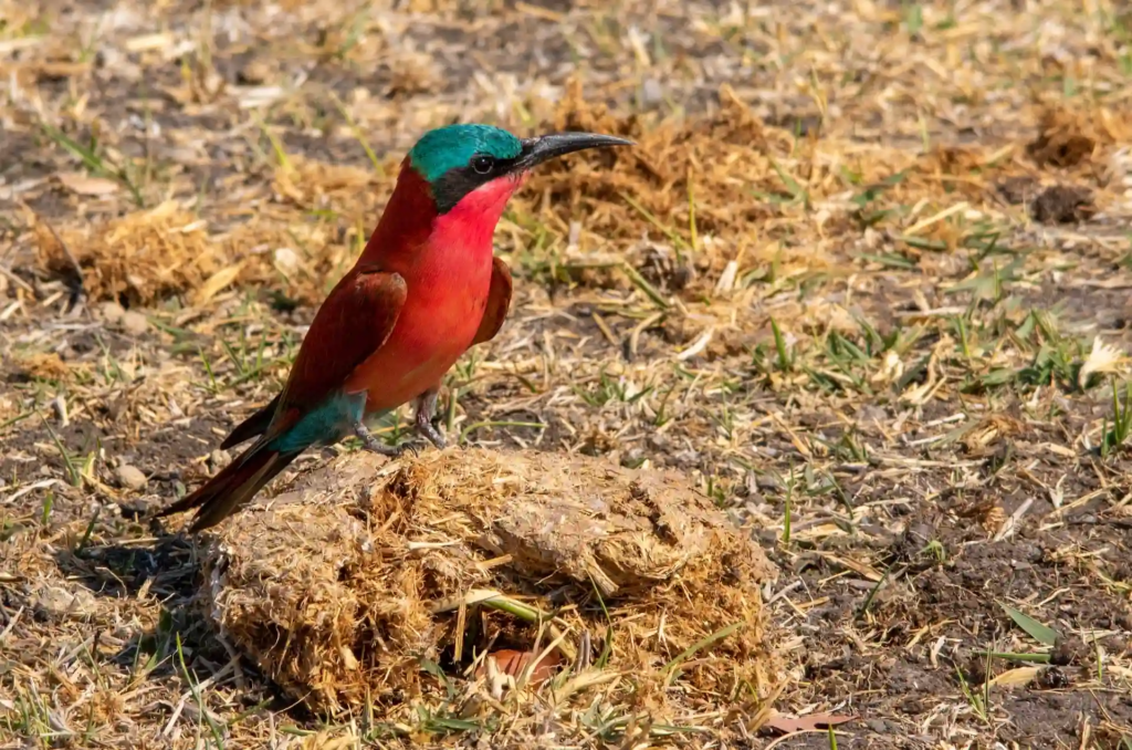 Unique safaris experiências botsuana 2