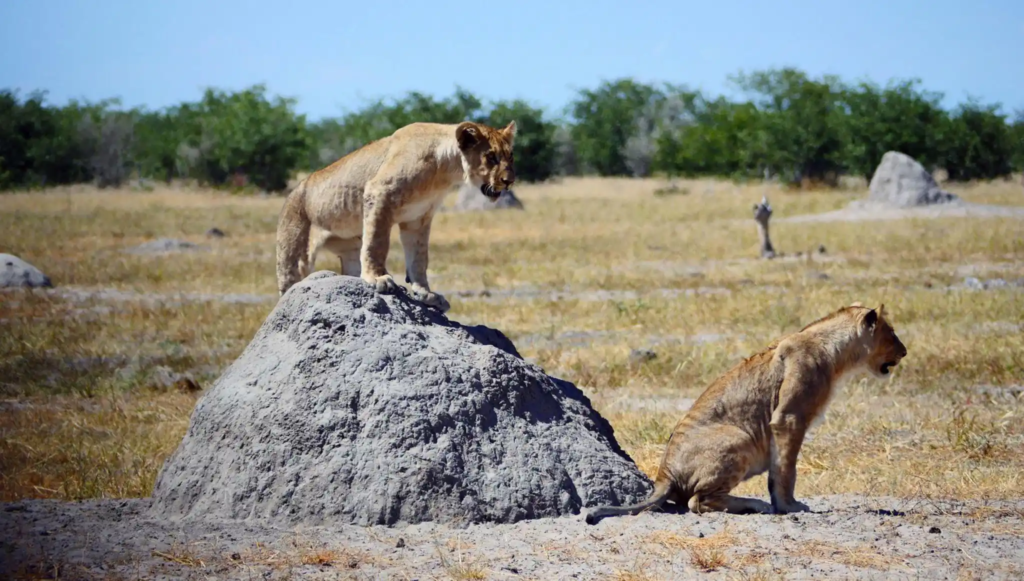 Unique safaris experiências namibia 10