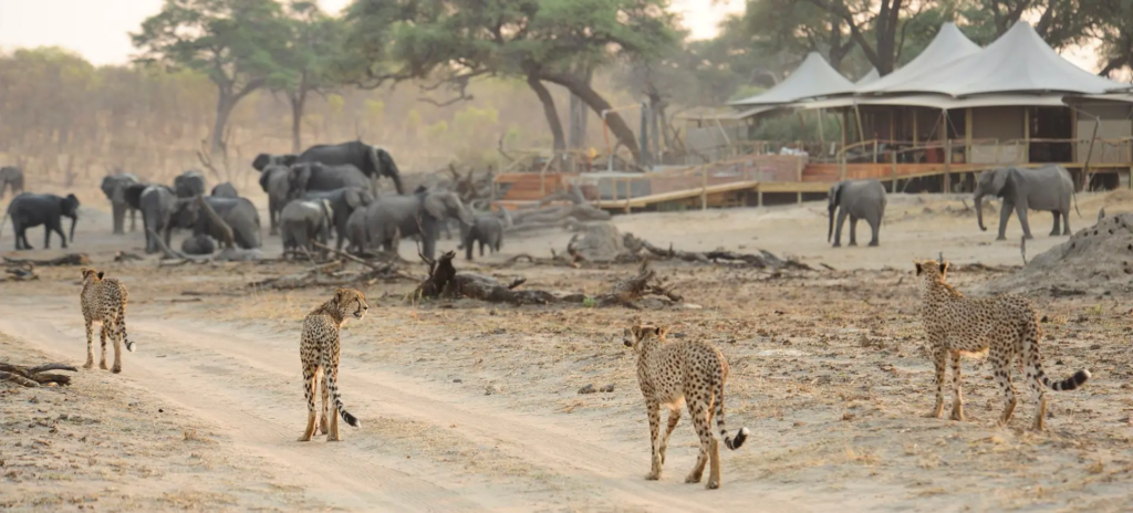 Unique safaris experiências zimbabue 4