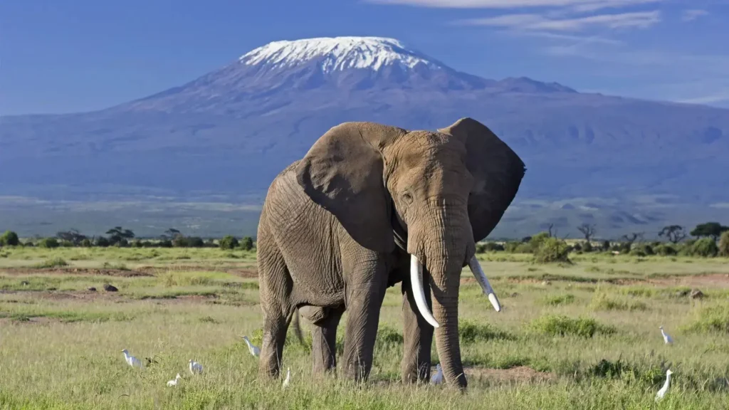 Unique safaris destinos quenia amboseli 9