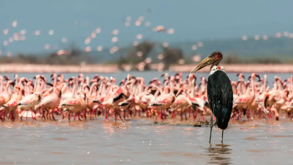 Unique safaris destinos quenia lago naivasha 8