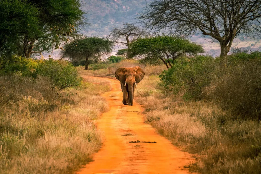 Unique safaris destinos quenia tsavo 12