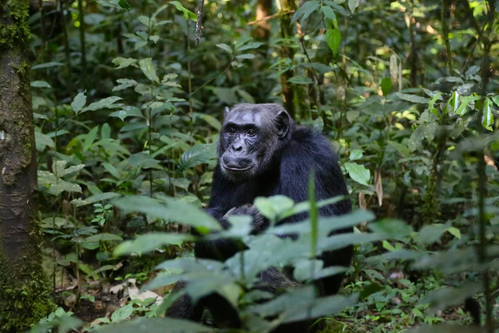 Unique safaris destinos uganda kibale 6