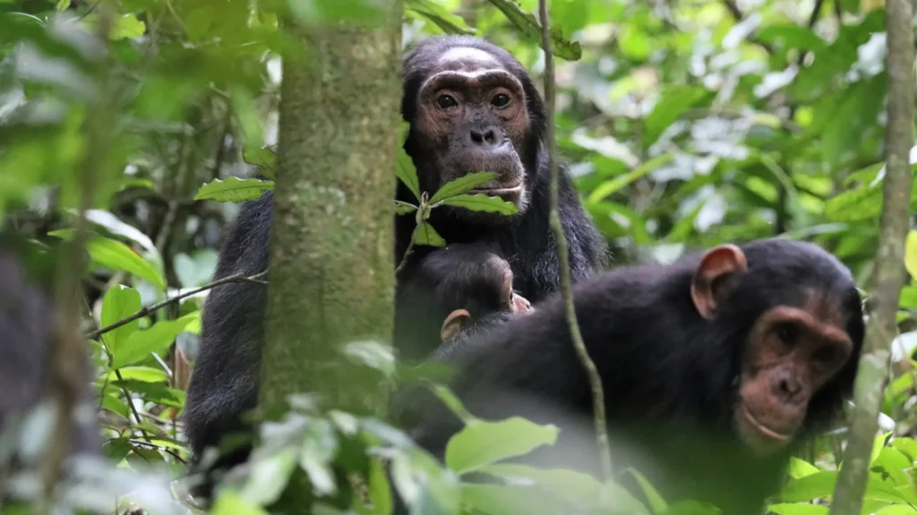 Unique safaris destinos uganda kibale 7