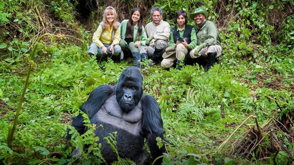 gorila-e-grupo
