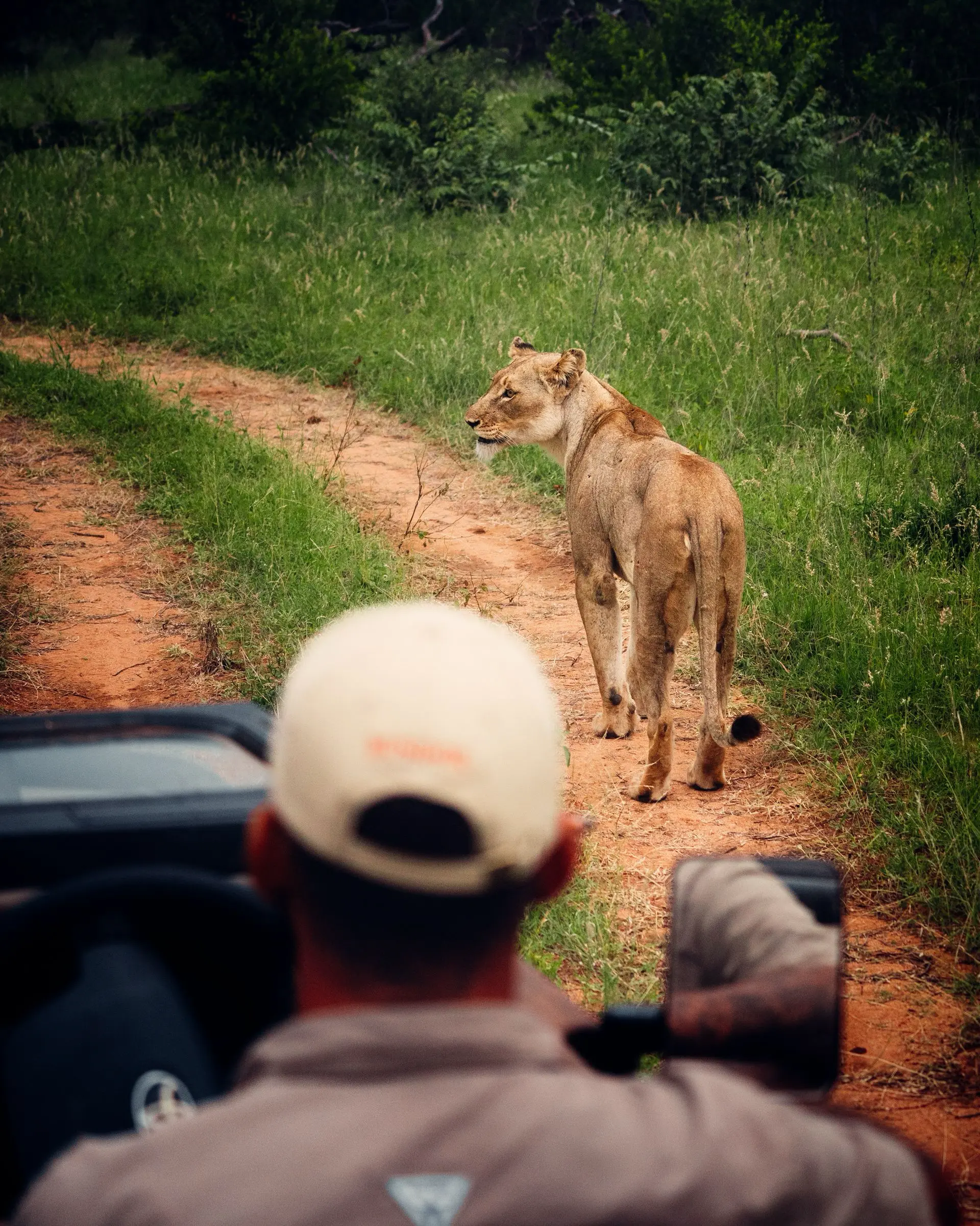 guia e leoa safari