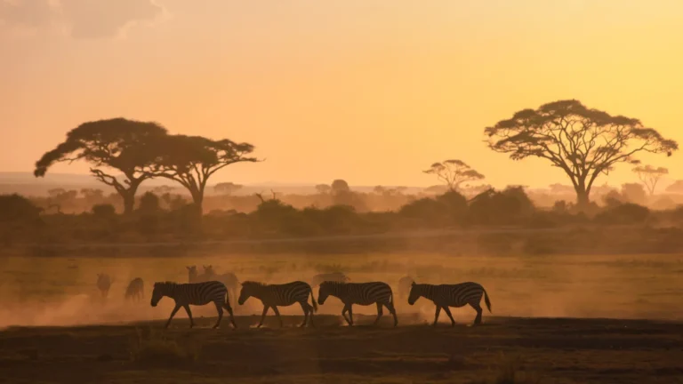 zebras fila por do sol