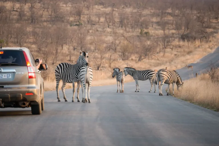 Safári no Kruger