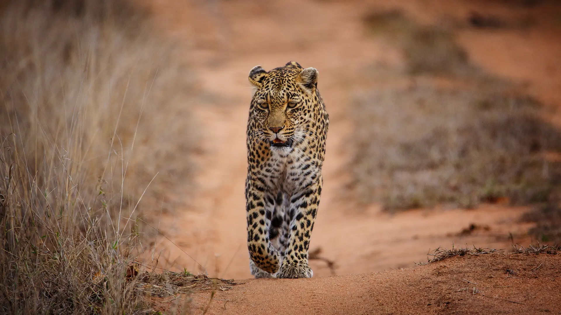 Unique Safaris Chitwa Chitwa 15