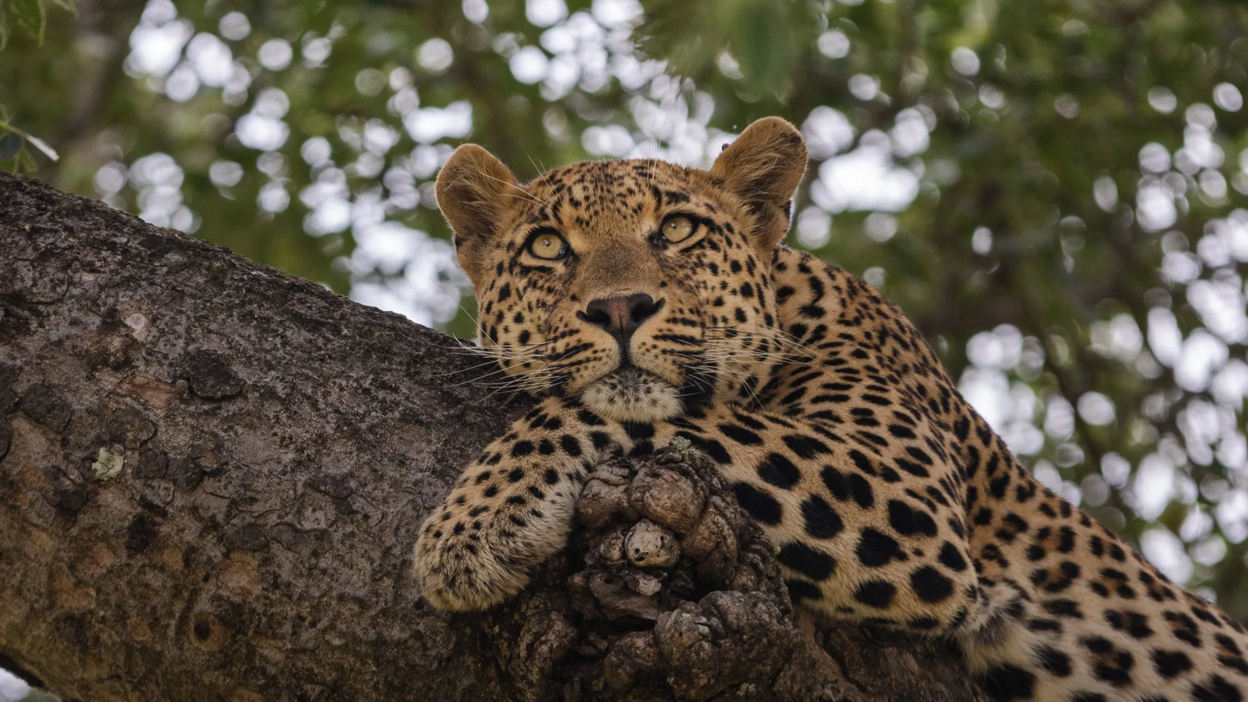 Unique Safaris Kamara House 3