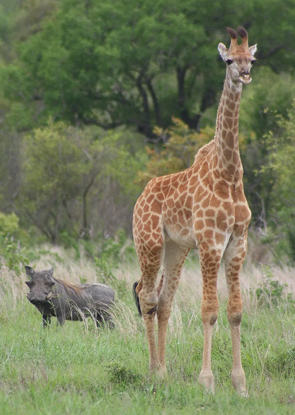 Unique Safaris Nkorho Lodge 4