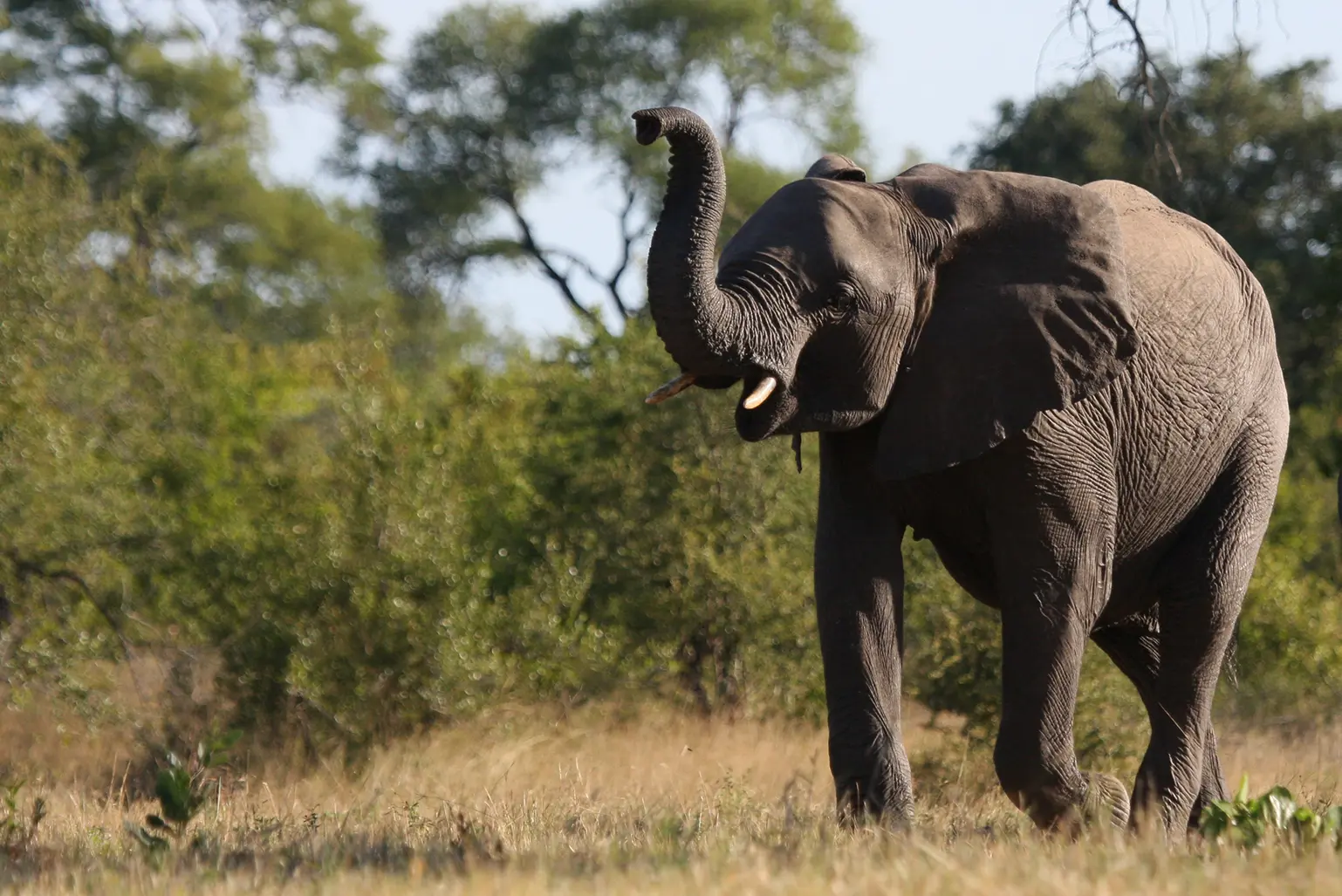 Unique Safaris Nkorho Lodge 5
