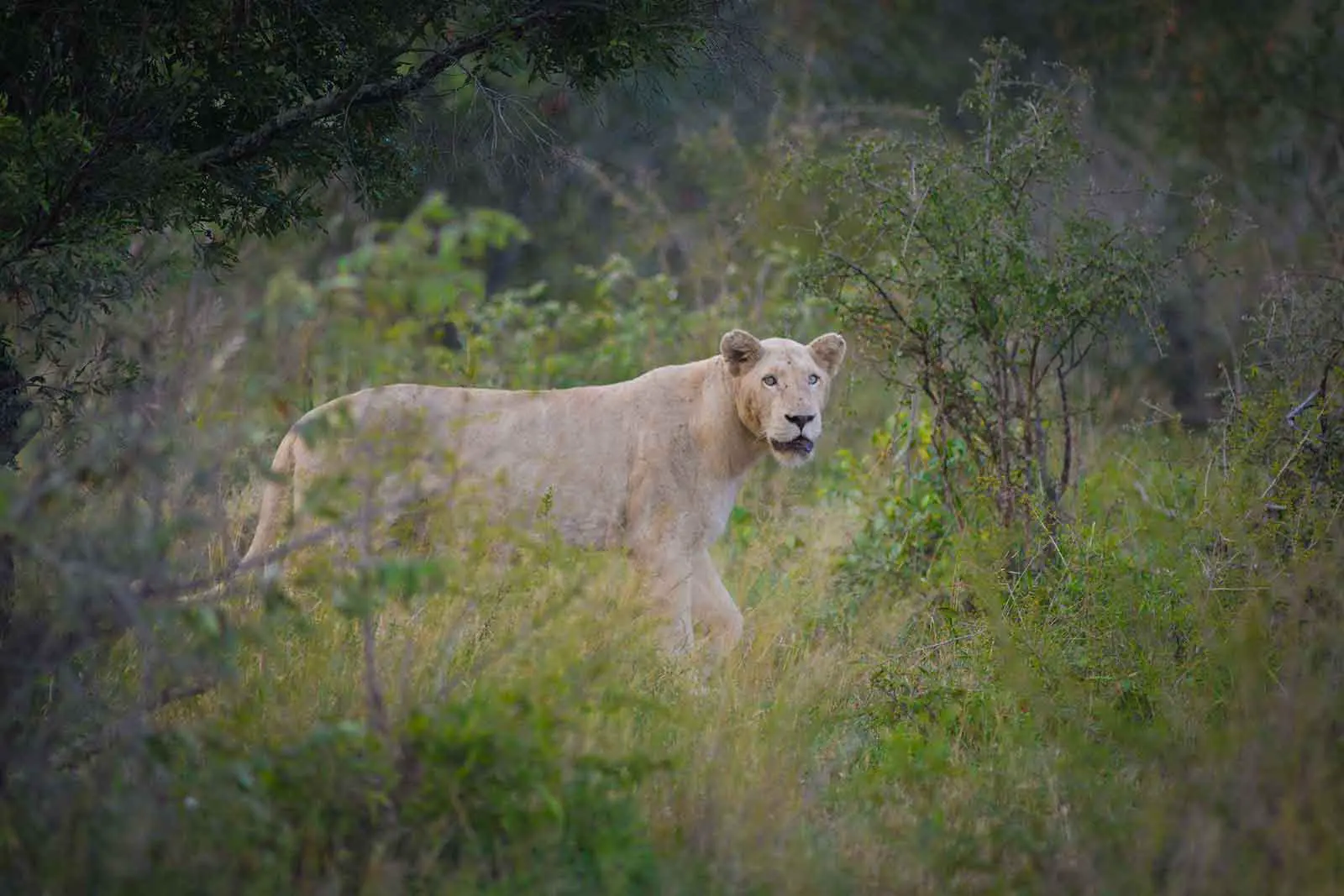 Unique Safaris Nthambo Tree Camp 5