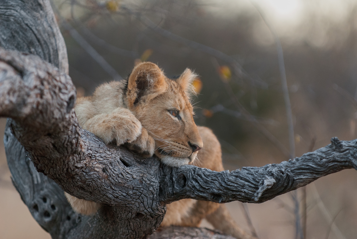 Unique Safaris Pondoro Game Lodge 2