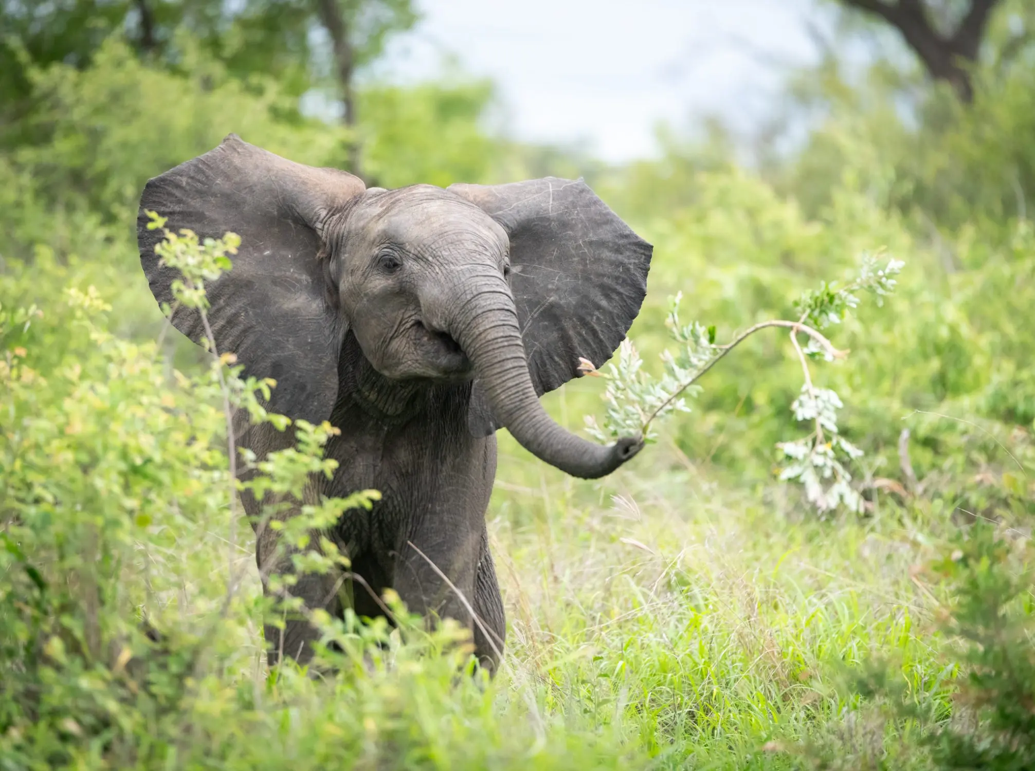 Unique Safaris Thornybush Game Lodge 5