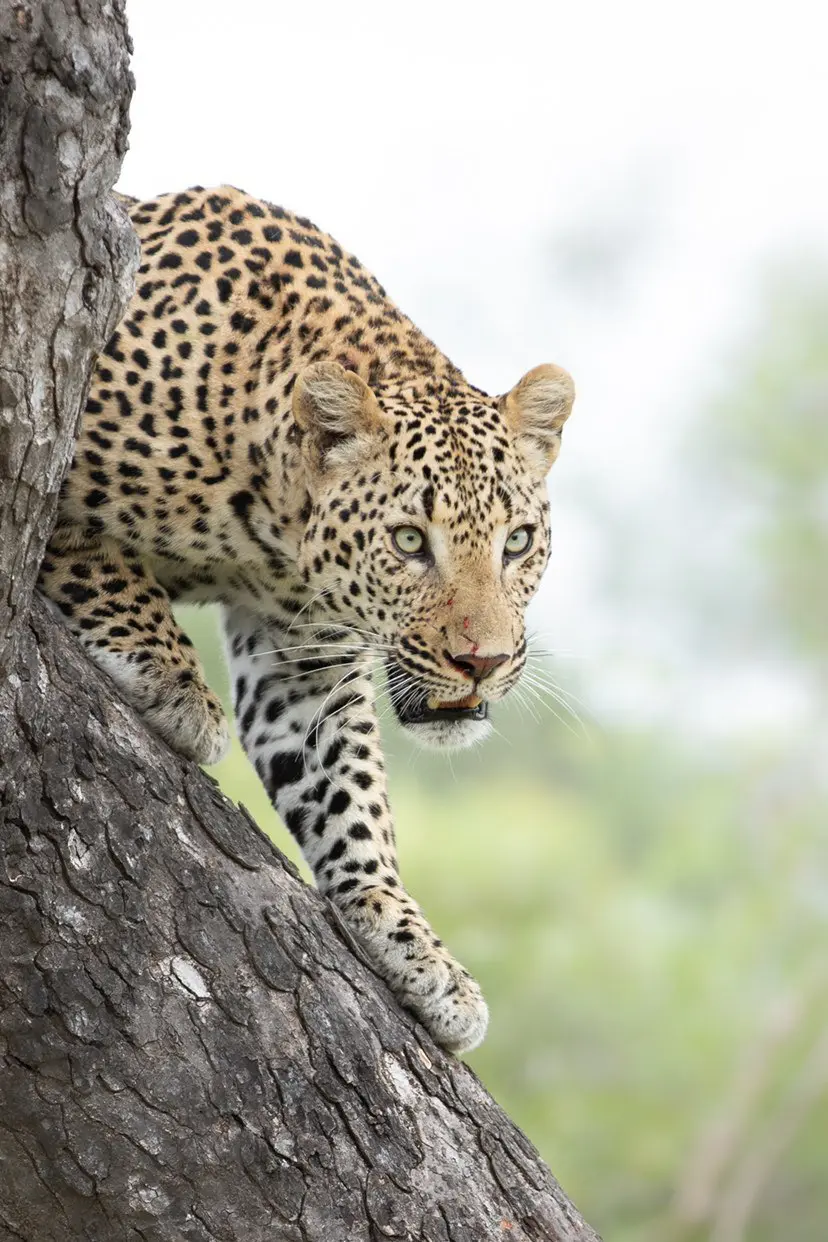 Unique Safaris Thornybush Game Lodge 7