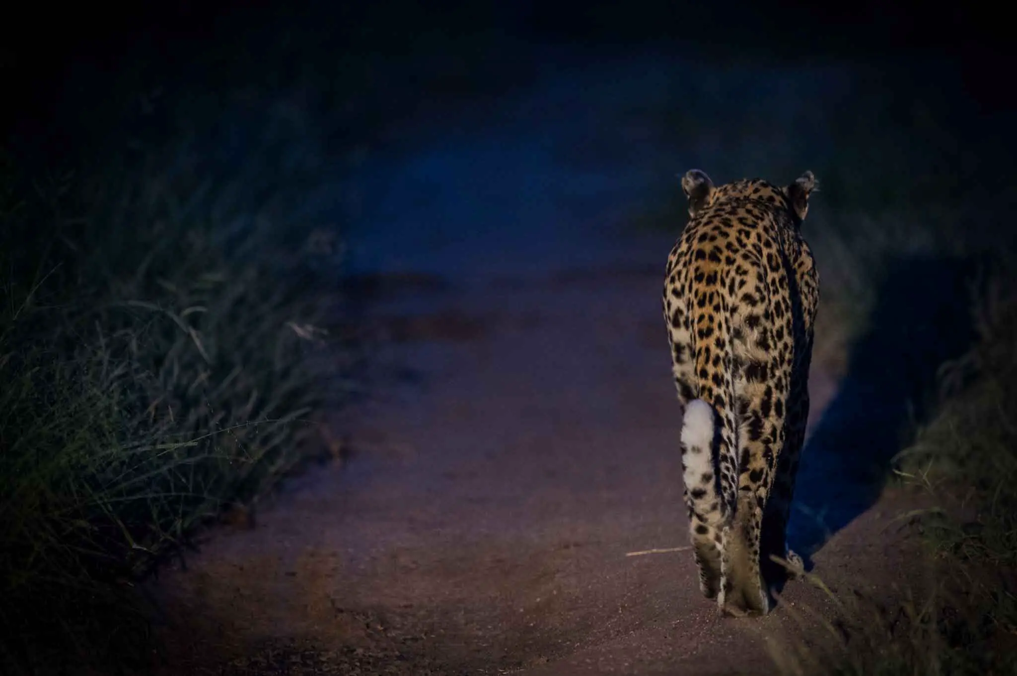 Unique Safaris Umkumbe Safari Lodge 5