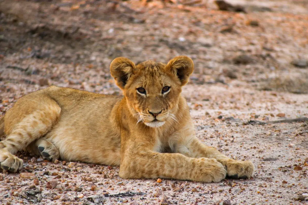 Unique Safaris Xanatseni 16