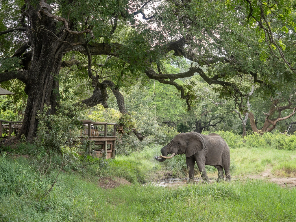 Unique Safaris Tintswalo Safari Lodge 7