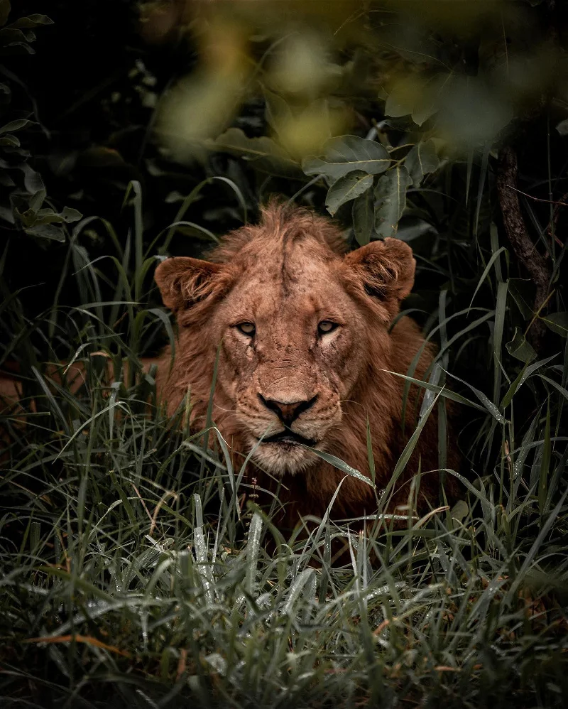 leao no Honeyguide Khoka Moya