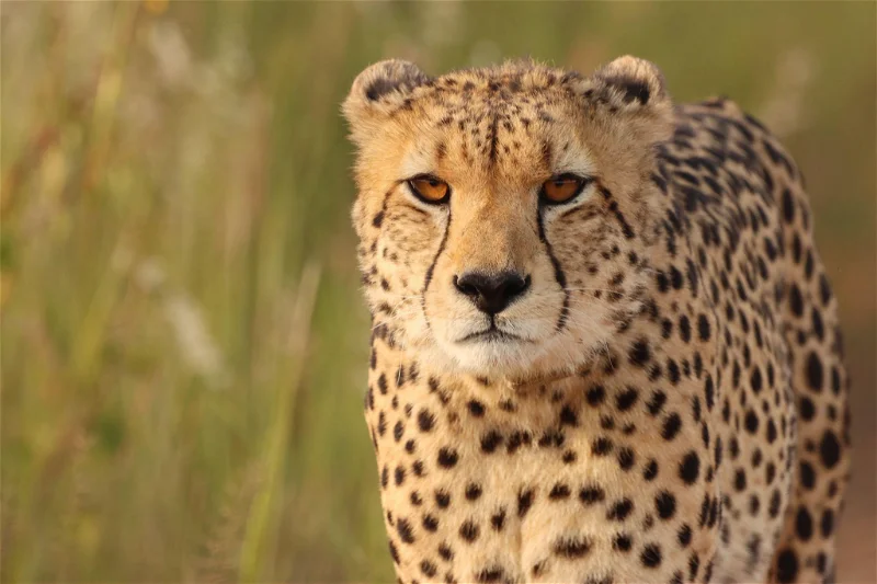 unique safaris lodge Mantobeni 2