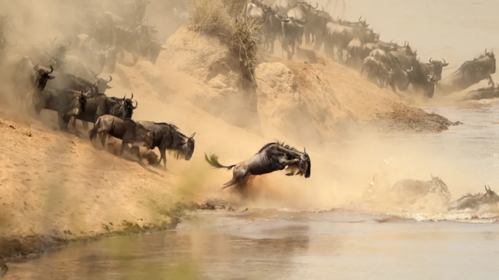 gnus a cruzar o rio no serengeti