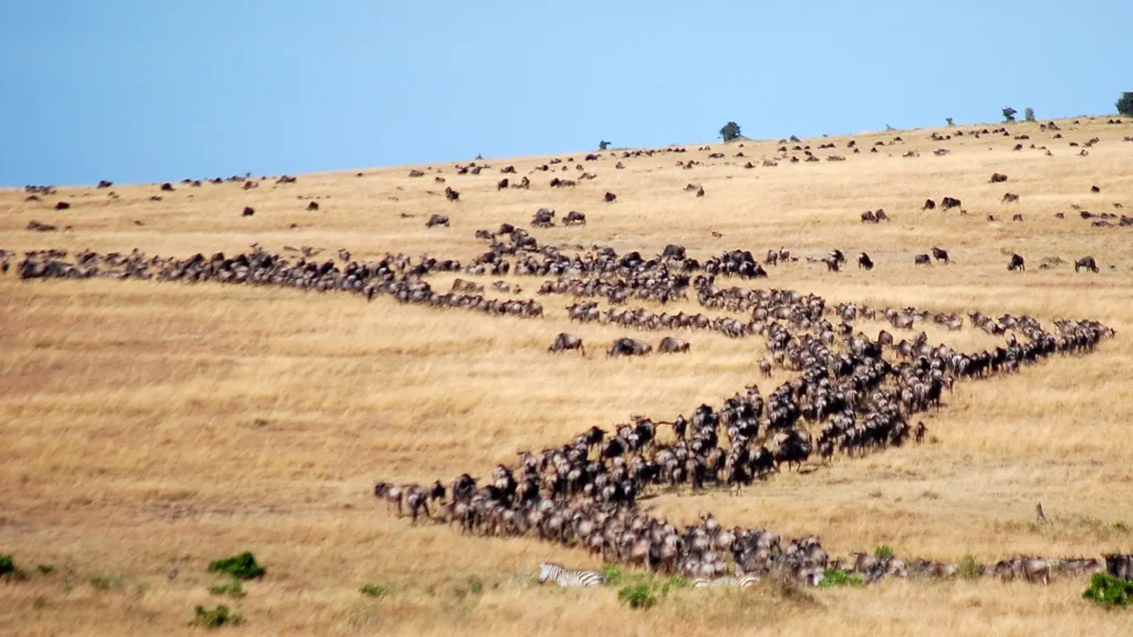 gnus nas planicies do serengeti