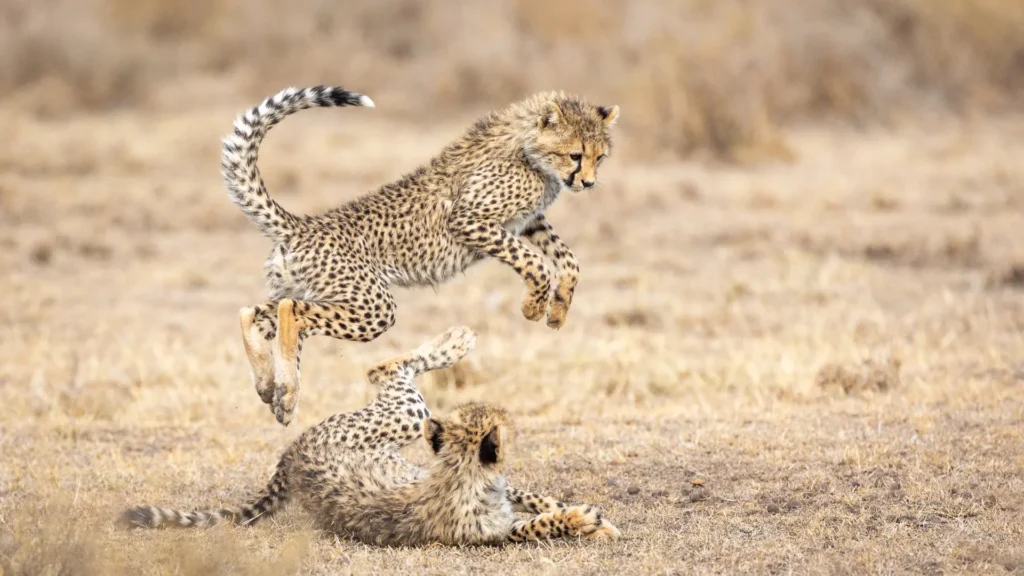 guepardo no serengeti