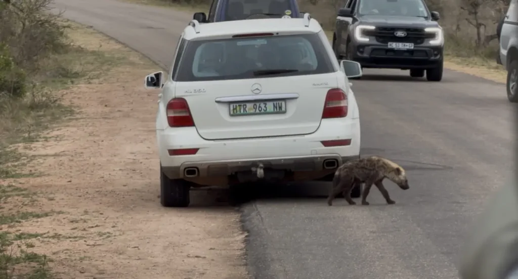 hiena atras do carro no kruger